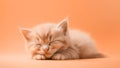 A fluffy ginger kitten sleeps peacefully on peach fuzz color minimal background. Modern trendy tone hue shade Royalty Free Stock Photo