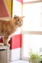 Fluffy ginger Maine Coon cat stands on cage at an animal exhibition Royalty Free Stock Photo