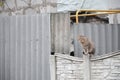 Fluffy ginger stripped tabby cat sitting on old fence at residental house