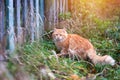 Fluffy ginger tabby cat walking near old wooden fence Royalty Free Stock Photo