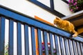 Fluffy ginger tabby cat walking on old wooden fence Royalty Free Stock Photo