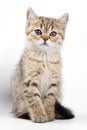Fluffy ginger tabby kitten British cat Royalty Free Stock Photo
