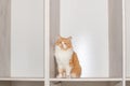 A fluffy ginger-and-white cat sits calmly on a shelf of a minimalist bookcase, looking straight into the camera Royalty Free Stock Photo
