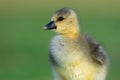 Fluffy Golden Baby Greylag Gosling