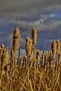 Fluffy, golden cattails in winter with sky and clouds