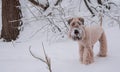 Fluffy golden dog on a walk in a snowy park.