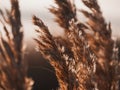 Fluffy golden reeds on sunset sky background against sunlight. Trendy natural pampas grass background poster wallpaper Royalty Free Stock Photo