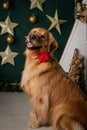 Fluffy Golden Retriever with a red rose collar in front of a decorated Christmas theme wall