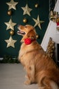 Fluffy Golden Retriever with a red rose collar in front of a decorated Christmas theme wall