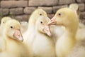 Fluffy Goslings in a Backyard. Adorable Baby Animals