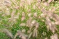 Fluffy grass on the meadow