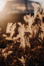Fluffy grass seeds glow sunset autumn fall Royalty Free Stock Photo