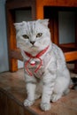 Fluffy gray beautiful adult cat, breed scottish-fold, very close up portrait Beautiful feline cat at home