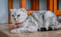 Fluffy gray beautiful adult cat, breed scottish-fold, very close up portrait Beautiful feline cat at home