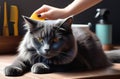 fluffy gray cat being brushed