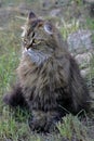 fluffy gray cat with bright yellow eyes. Ears fur.