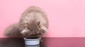 Fluffy gray cat eats pet food from a plate on a pink background