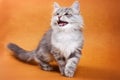 Fluffy gray cat meows Royalty Free Stock Photo