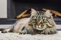 Fluffy Gray Cat Near The Fireplace Royalty Free Stock Photo