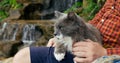 Fluffy gray cat sits comfortably in person arms. Man strokes cat, he sits comfortably in sun lounger on lake in jungle