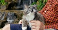 Fluffy gray cat sits comfortably in person arms. Man strokes cat, he sits comfortably in sun lounger on lake in jungle