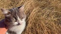 A fluffy gray cat walks on dry grass. He washes himself cleaned and walks on straw in the setting sun.