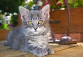 Fluffy Gray Kitten