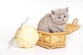 Fluffy gray kitten in a box and wool Royalty Free Stock Photo