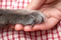 Fluffy gray kitten paw in the women's palm, hand