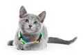 Fluffy gray kitten of a Russian blue cat