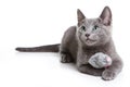 Fluffy gray kitten of a Russian blue cat