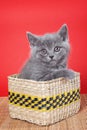 Fluffy gray kitty british sits in a box Royalty Free Stock Photo