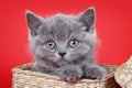 Fluffy gray kitty british sits Royalty Free Stock Photo