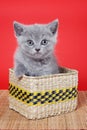 Fluffy gray kitty british sits Royalty Free Stock Photo