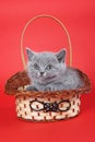 Fluffy gray kitty british sits Royalty Free Stock Photo