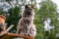 fluffy gray maine coon cat sitting on diy scratching post cat tree outdoors Royalty Free Stock Photo