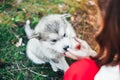 Fluffy gray malamute puppy snout in the hand of the girl of the hostess. It\'s a beautiful postcard. Animal Welfare Day. The