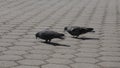 A fluffy gray male pigeon displays its feathers while attempting to woo a female pigeon.