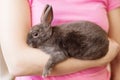 Fluffy gray pet rabbit in the hands of a girl in a pink blouse Royalty Free Stock Photo