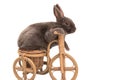 Fluffy gray pet rabbit sitting on a toy bike, isolated on a white background Royalty Free Stock Photo