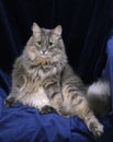 Fluffy gray Siberian cat on a deep blue velvet background