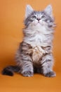 Fluffy gray Siberian kitten