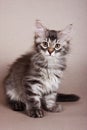 Fluffy gray striped kitten Siberian cats