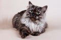 Fluffy gray striped kitten Siberian cats