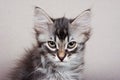 Fluffy gray striped kitten Siberian cats