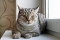 Fluffy gray tabby cat with green eyes is sitting near to the window. Royalty Free Stock Photo