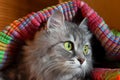 Fluffy cat looking from under colorful mat, profile view