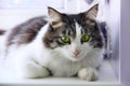 A fluffy gray-white cat sits on a white windowsill. The cat looks pretty sad eyes. White background. Concept of keeping animals at Royalty Free Stock Photo