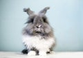 A fluffy gray and white Lionhead rabbit Royalty Free Stock Photo