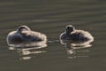 Fluffy Great Crested Grebe Chicks swimming in a tranquil lake, illuminated by a warm sunshine